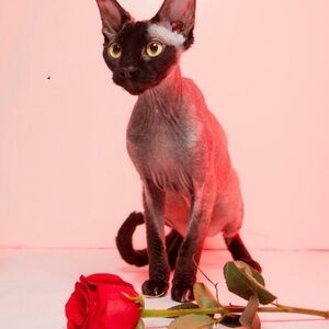 Meet your Posher, Emie